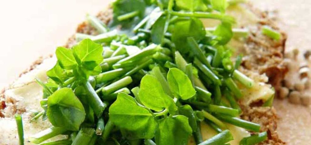 Watercress Health Benefits - Why You Should Eat More Watercress