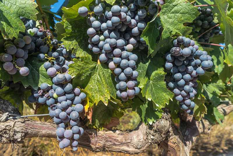 Merlot Variety Description Definition Red Wines